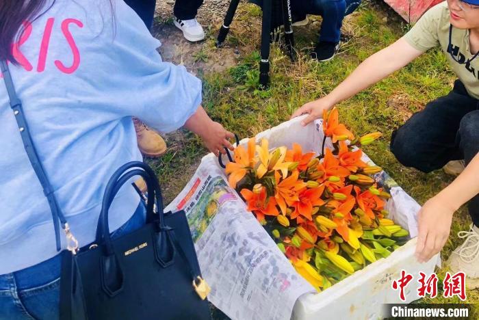村民采摘百合花?！∪捞量h委宣傳部供圖