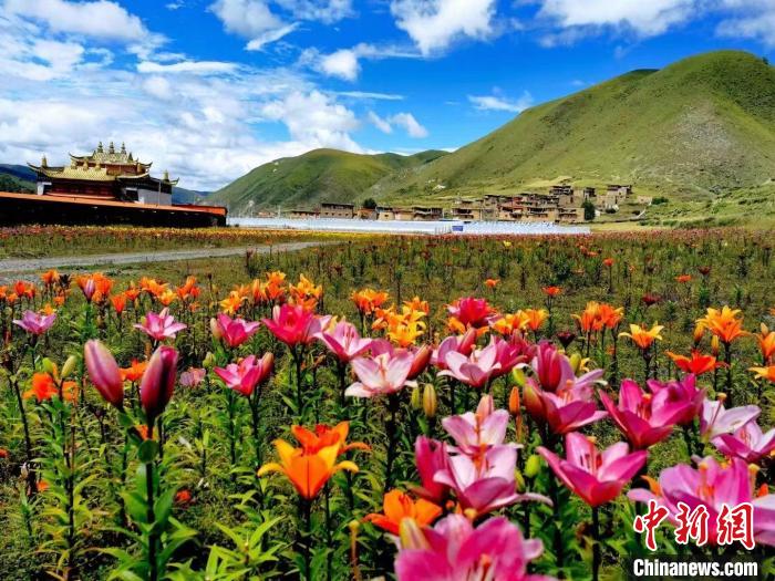 近百畝百合花競相開放，景色誘人?！∪捞量h委宣傳部供圖