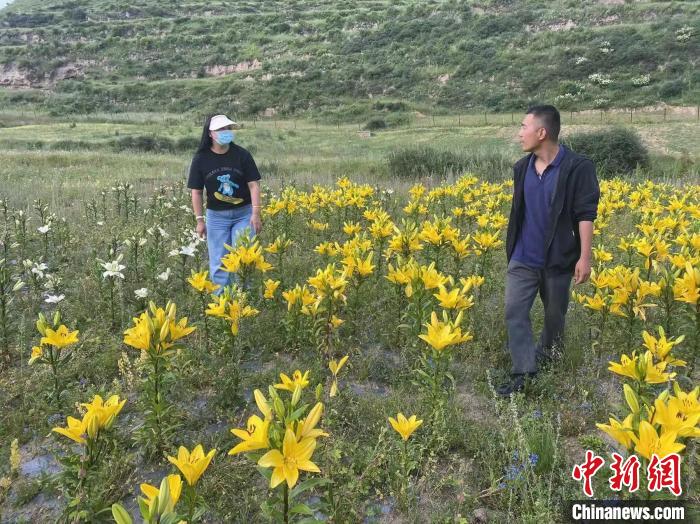 村民采摘百合花?！∪捞量h委宣傳部供圖