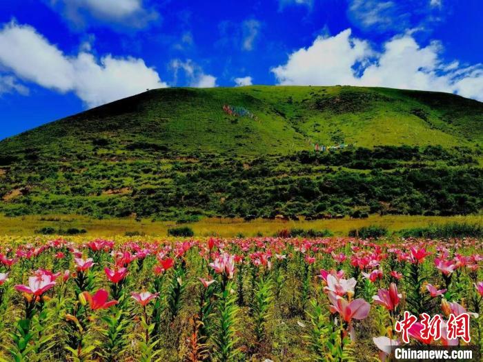 近百畝百合花競相開放，景色誘人?！∪捞量h委宣傳部供圖