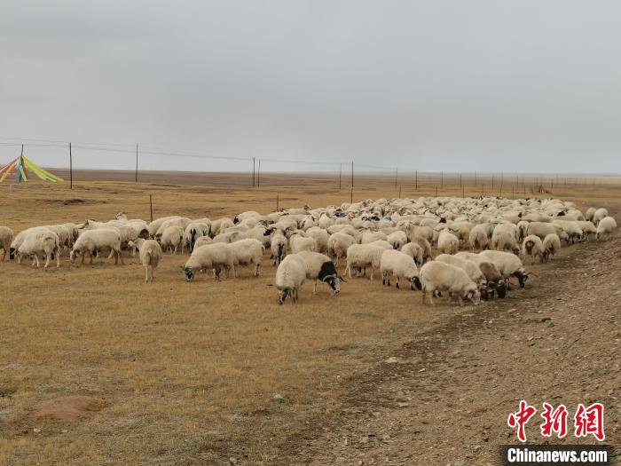 圖為瑪多藏羊?！‖敹嗫h委宣傳部 供圖