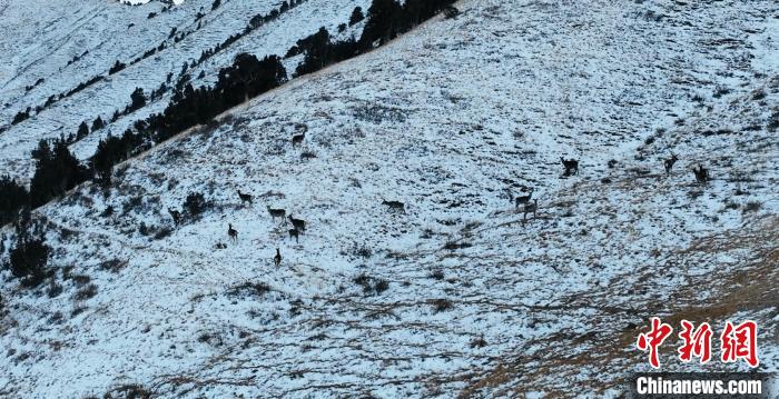 圖為巖羊和馬鹿集體在雪地里休憩?！《继m縣融媒體中心 供圖