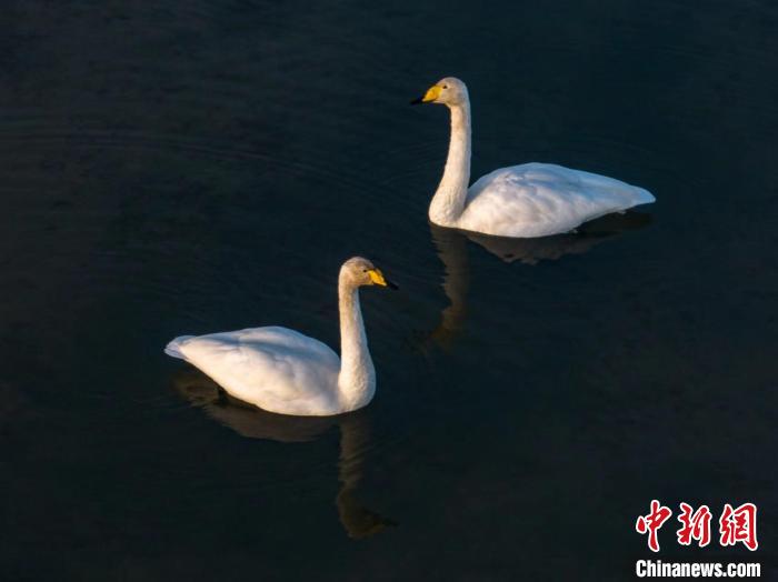 圖為兩只天鵝在湖中游蕩?！『螁⒔?攝