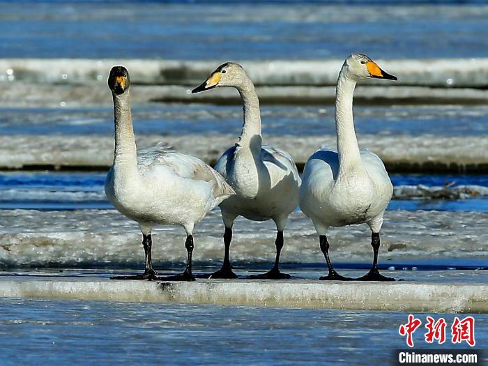 圖為三只天鵝在湖面上曬太陽?！『螁⒔?攝