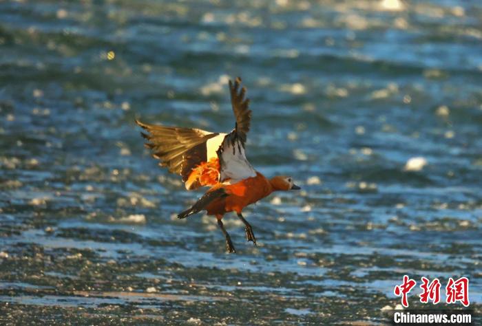 圖為赤麻鴨貼著水面飛行?！“兹斩〔冀?攝