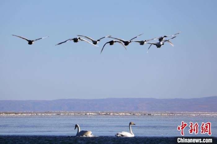 圖為大天鵝在青海湖上空飛翔?！●R怡睿 攝