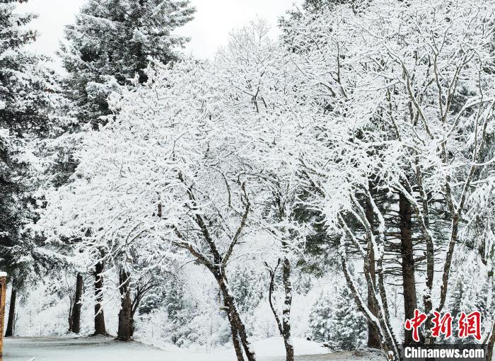 大熊貓國家公園王朗片區(qū)春雪如畫，宛若仙境?！×_春平 攝