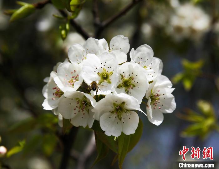 圖為盛開的梨花?！∑钤鲚?攝