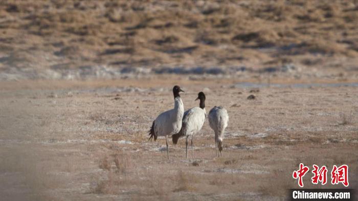 珍稀鳥類黑頸鶴、灰鶴現(xiàn)身青海格爾木
