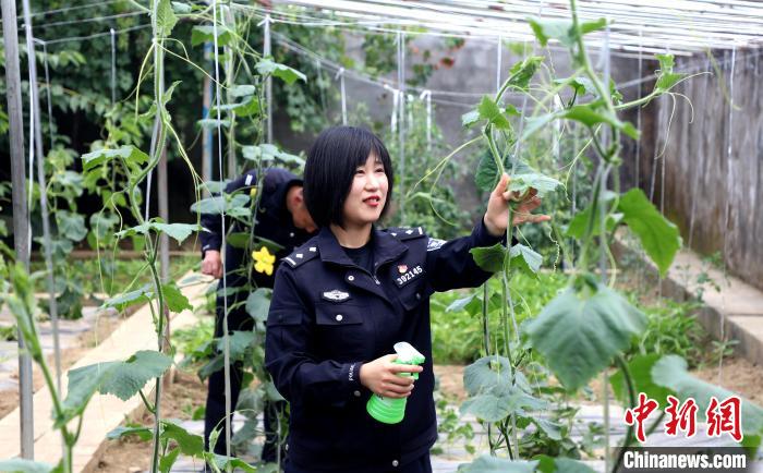 圖為李冬雪在溫室大棚里勞作。　西藏出入境邊防檢查總站供圖