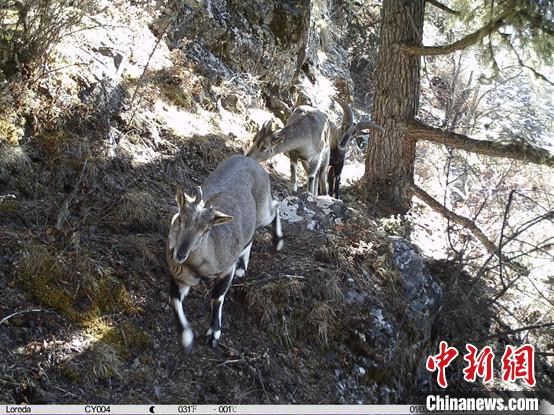 圖為相同位點記錄到的雪豹主要獵物—巖羊?！≈袊茖W院昆明動物研究所提供
