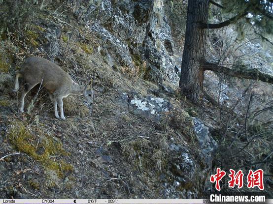 圖為相同位點記錄到的國家一級重點保護野生動物—馬麝?！≈袊茖W院昆明動物研究所提供
