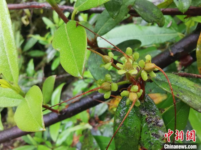 圖為折萼杜鵑果實圖。　中科院昆明植物研究所提供