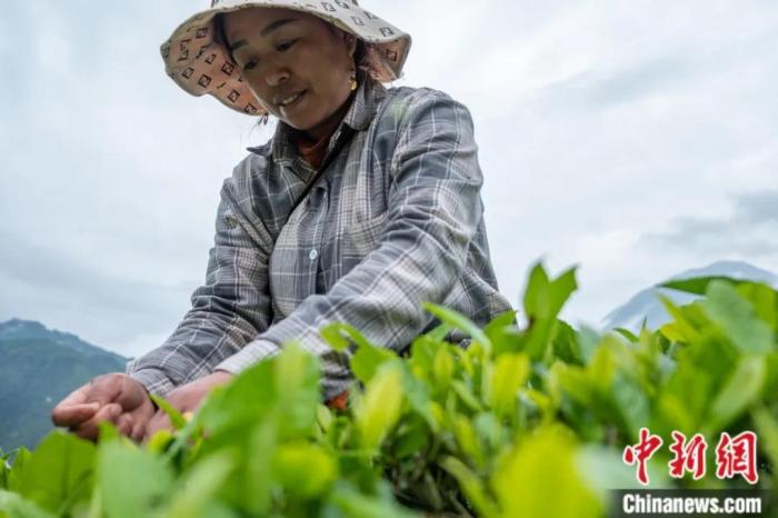 圖為墨脫縣背崩鄉(xiāng)門巴族民眾采摘茶葉。