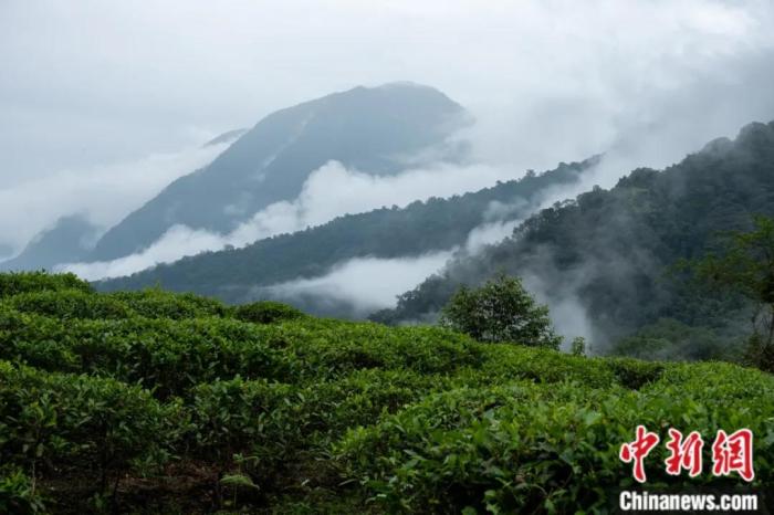 墨脫縣背崩鄉(xiāng)的高山茶場。