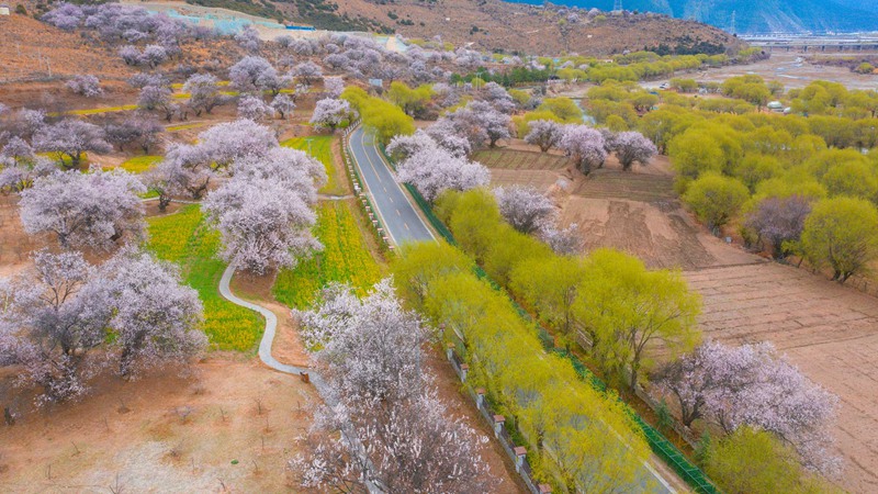 林芝桃花盛開。 張靜攝