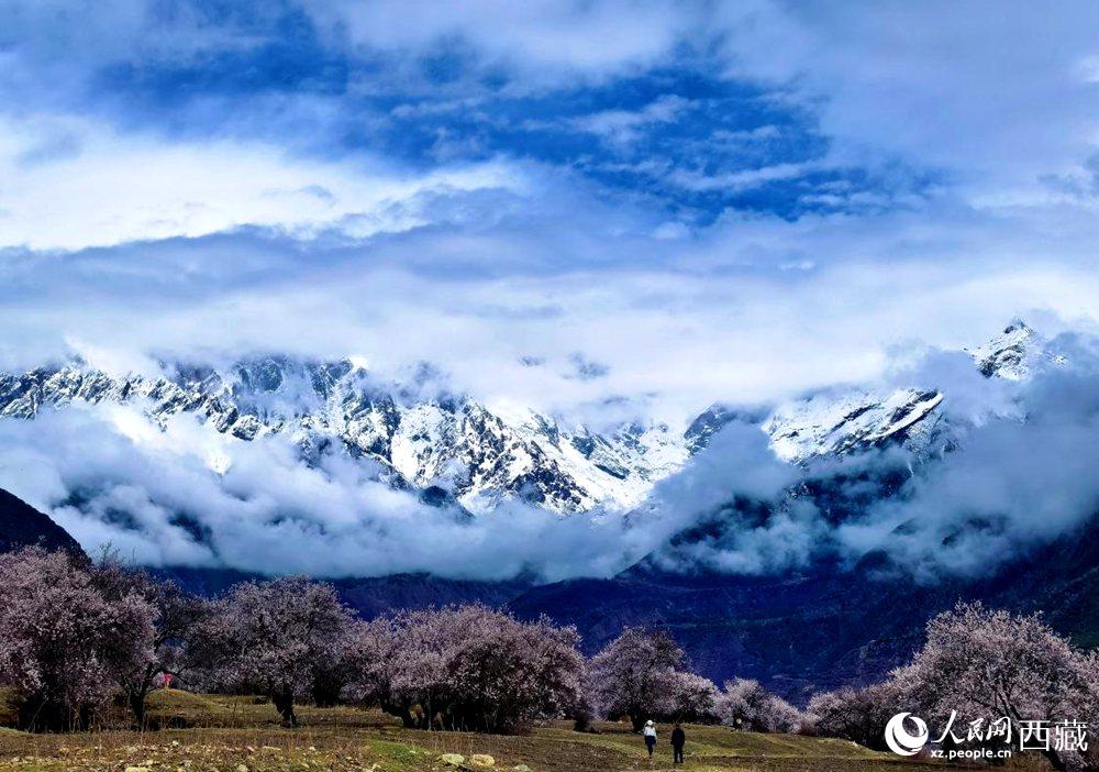 雪山下的桃花。人民網(wǎng) 李海霞攝