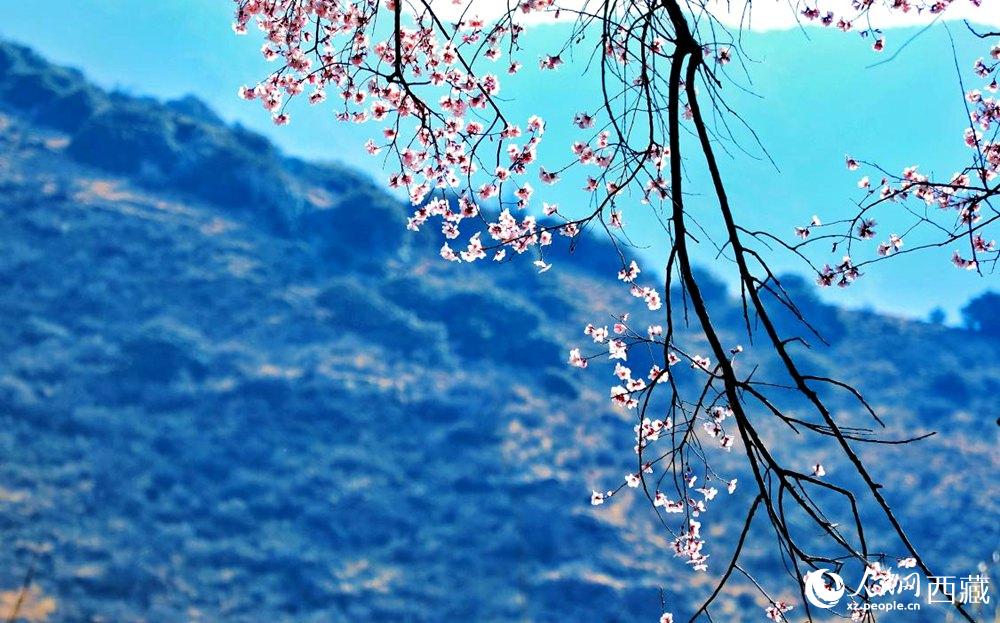 清麗的桃花。人民網(wǎng) 李海霞攝