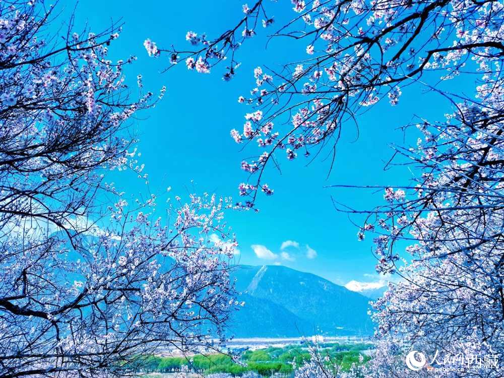 桃花在藍(lán)天白云的映襯下分外好看。人民網(wǎng) 李海霞攝