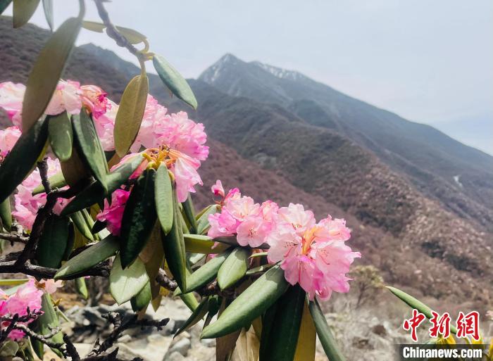 近日，西藏自治區(qū)山南市加查縣索囊溝的杜鵑花競相綻放?！∪轿木?攝