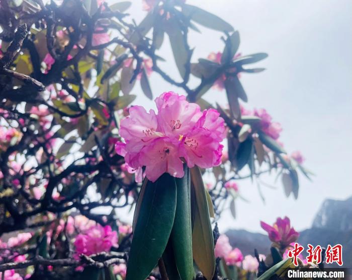 近日，西藏自治區(qū)山南市加查縣索囊溝的杜鵑花競相綻放?！∪轿木?攝