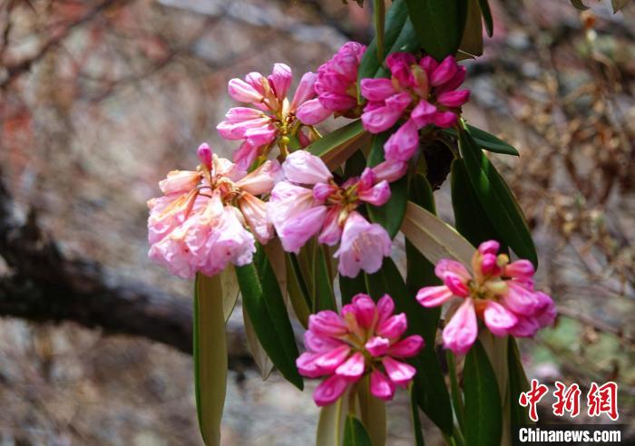 近日，西藏自治區(qū)山南市加查縣索囊溝的杜鵑花競相綻放?！∪轿木?攝