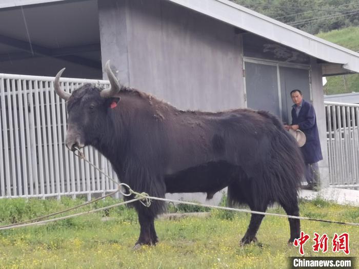 探訪(fǎng)全國(guó)最大牦牛產(chǎn)學(xué)研基地：“大通牦牛”改良后裔約180萬(wàn)頭