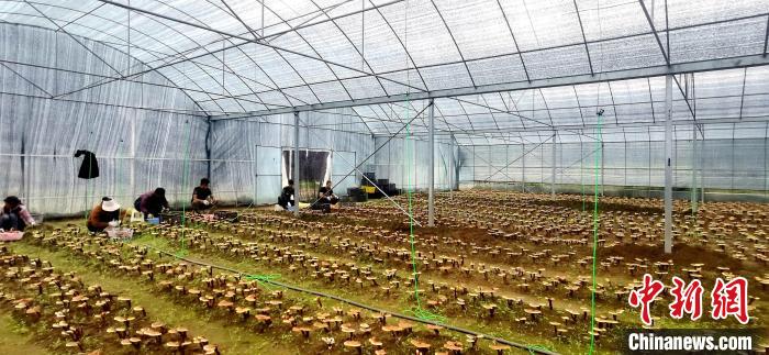 圖為紅太陽科技示范家庭農場組織民眾采收靈芝?！∑酱胪喙﹫D