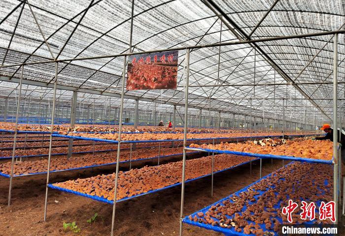 圖為紅太陽科技示范家庭農場采收的靈芝?！∑酱胪喙﹫D