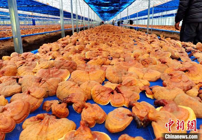 圖為紅太陽科技示范家庭農場采收的靈芝?！∑酱胪喙﹫D