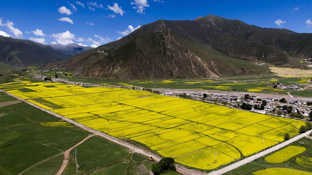 西藏墨竹工卡縣油菜農(nóng)田。