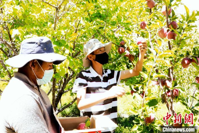 圖為西藏阿里札達(dá)縣底雅鄉(xiāng)村民在自家果園采摘果實(shí)?！“⑼?攝