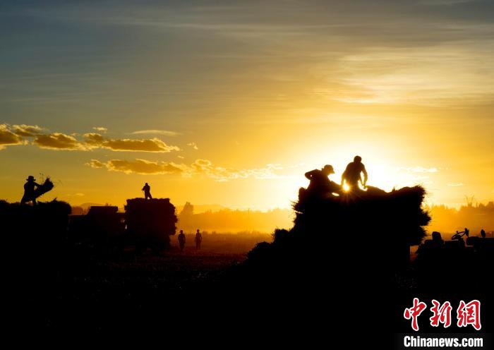 圖為夕陽(yáng)下農(nóng)民正在收割青稞?！∪湛t文聯(lián)供圖