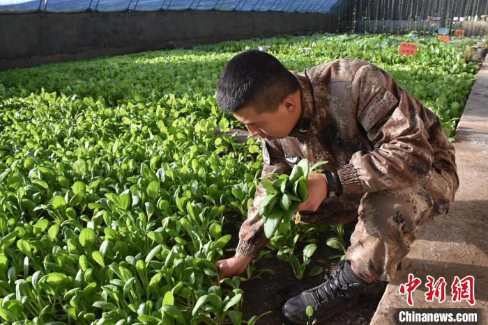 圖為阿里軍分區(qū)某邊防團(tuán)官兵在溫室摘菜?！￡悋[岳 攝