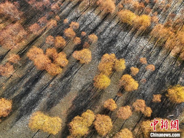入冬時(shí)節(jié)，雅魯藏布江畔的樹林一片金黃?！《拘?攝