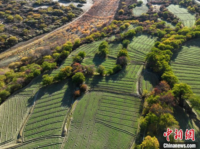 圖為11月8日，雅魯藏布江畔的高原梯田?！《拘?攝
