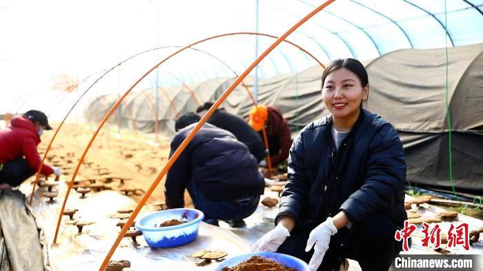 圖為農民采收靈芝孢子粉?！∴嚢?攝