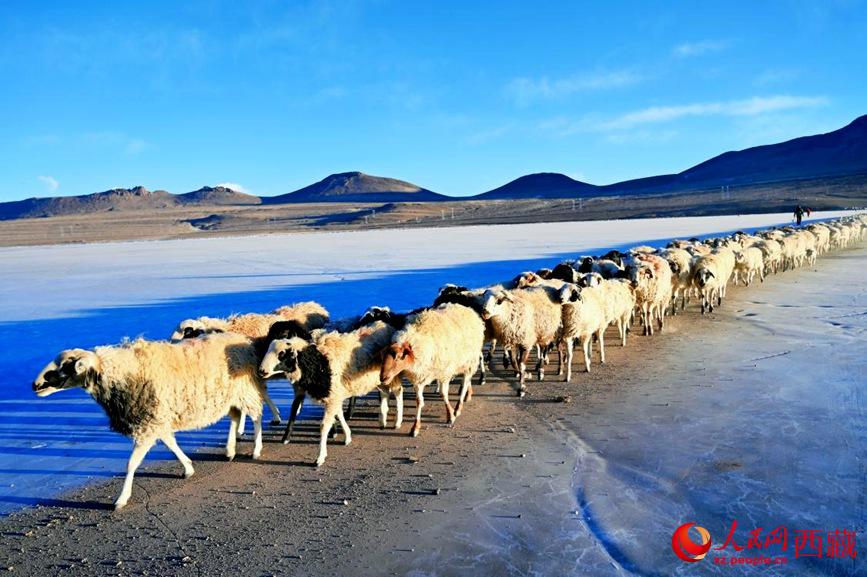 羊群排著隊(duì)穿過普莫雍錯(cuò)。 人民網(wǎng) 李海霞攝