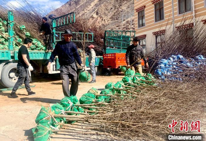 民眾搬運(yùn)苗木?！〔际忻⒖悼h委宣傳部供圖