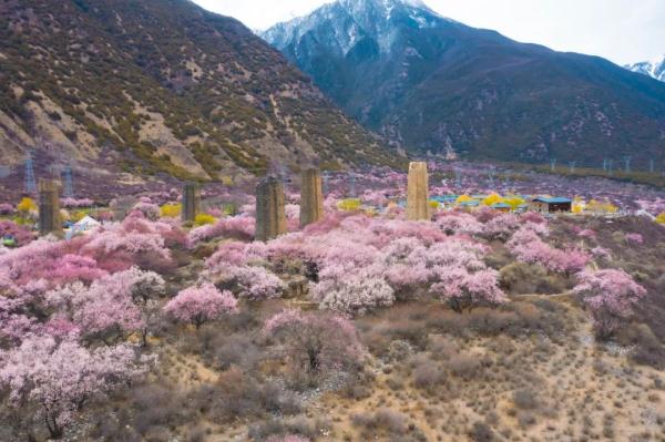 人間桃花源！林芝桃花有多絕？