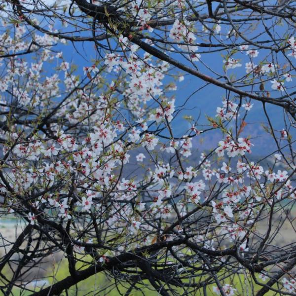 人間桃花源！林芝桃花有多絕？