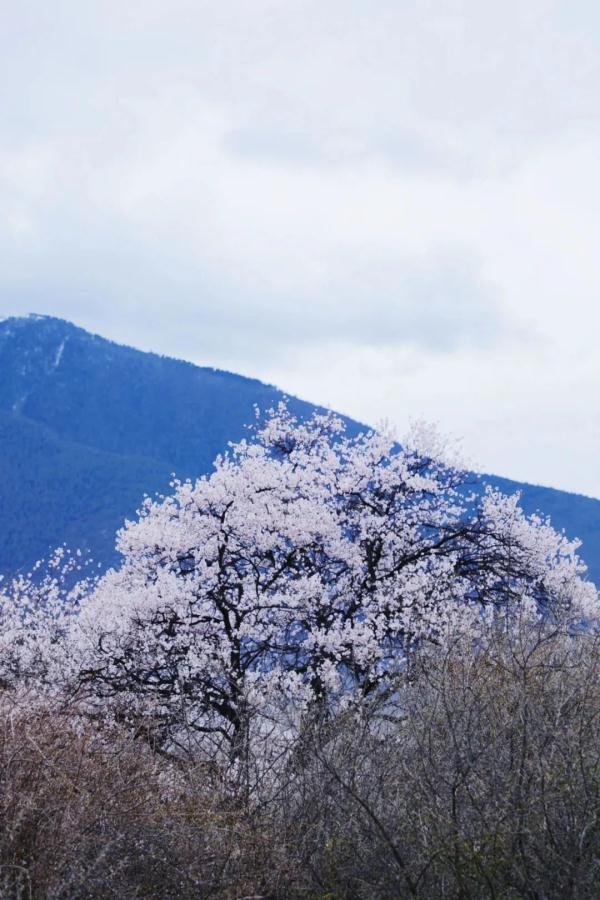 人間桃花源！林芝桃花有多絕？