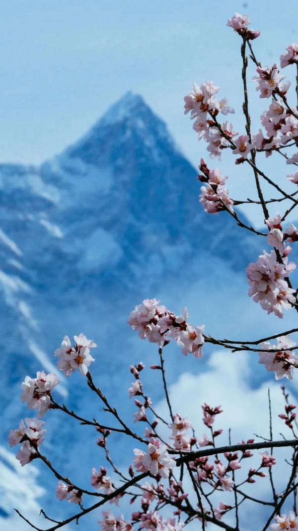 人間桃花源！林芝桃花有多絕？