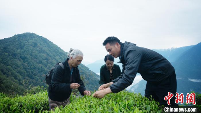 圖為銀發(fā)旅游體驗(yàn)團(tuán)兩位老人體驗(yàn)采茶?！∥鞑貙ｍ?xiàng)旅游協(xié)會(huì)供圖