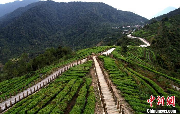 圖為西藏林芝市墨脫縣背崩鄉(xiāng)格林村山頂?shù)木坝^茶園。(無人機照片) 李林 攝