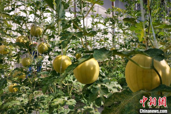 圖為康馬縣大棚內的金太陽西瓜。　劉建軍 攝