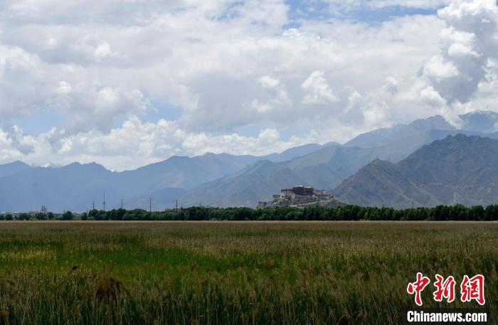 圖為6月22日，西藏拉薩拉魯濕地?！±盍?攝