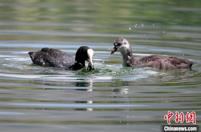 圖為6月22日，棲息在拉魯濕地內(nèi)的古頂雞?！±盍?攝