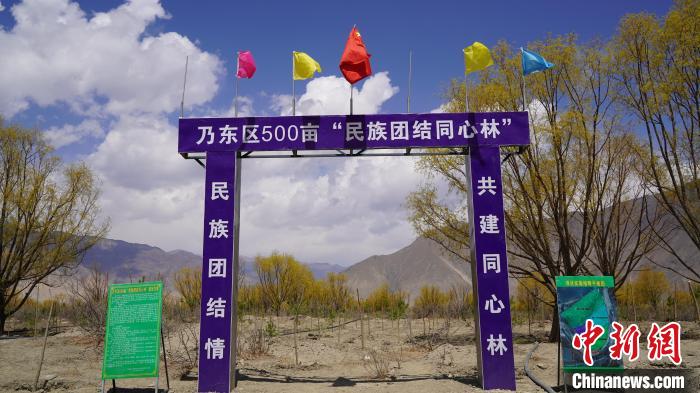 圖為“民族團結(jié)同心林”項目?！∧藮|融媒供圖