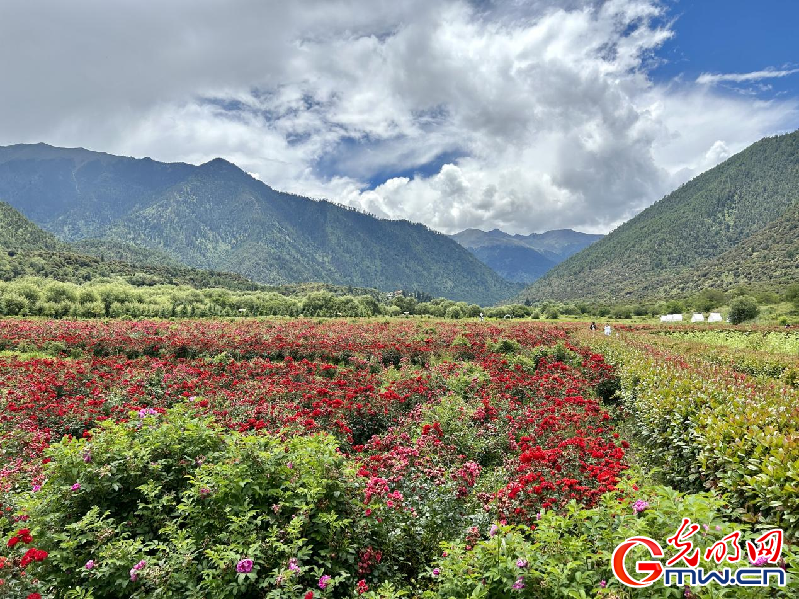 我們的家園丨【組圖】 綠水青山入畫，“金山銀山”筑起